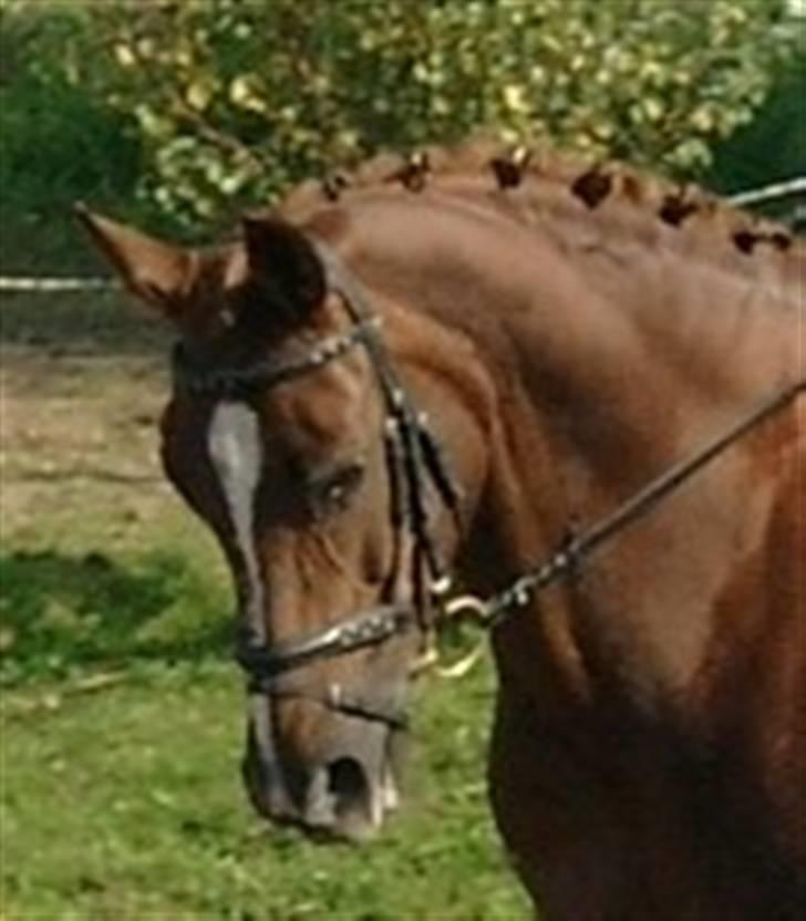 Hannoveraner Heslegårds Lullu - lullu og mig distrikt stævne i Birkerød billede 16