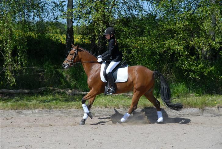 New Forest Fire Fod Joanna-solg t:-( - dette er min Joanna :-) billede 1