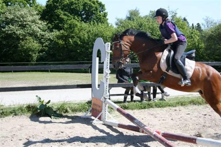 New Forest Fire Fod Joanna-solg t:-( - detter er min Joanna billede 2