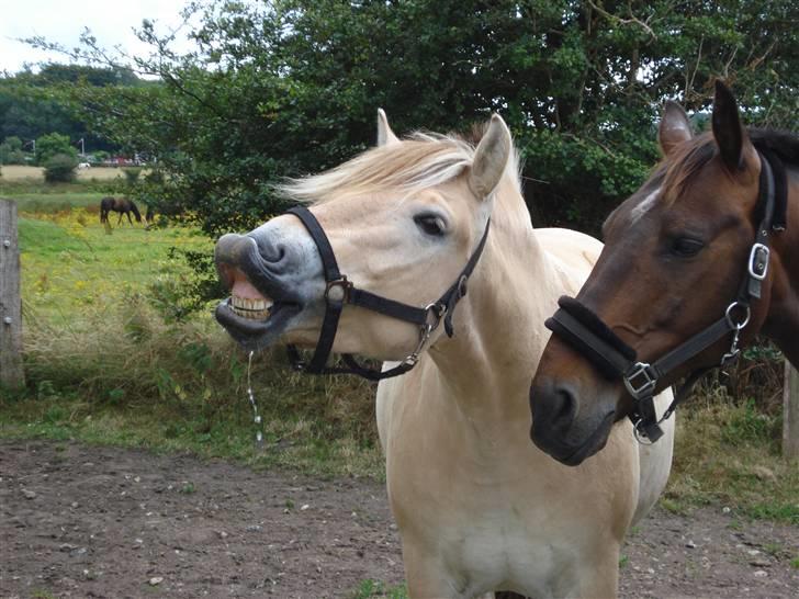 Fjordhest Santos - Hej her er jeg lige kommet til min nye flok, sikke en masse dufte.. billede 1