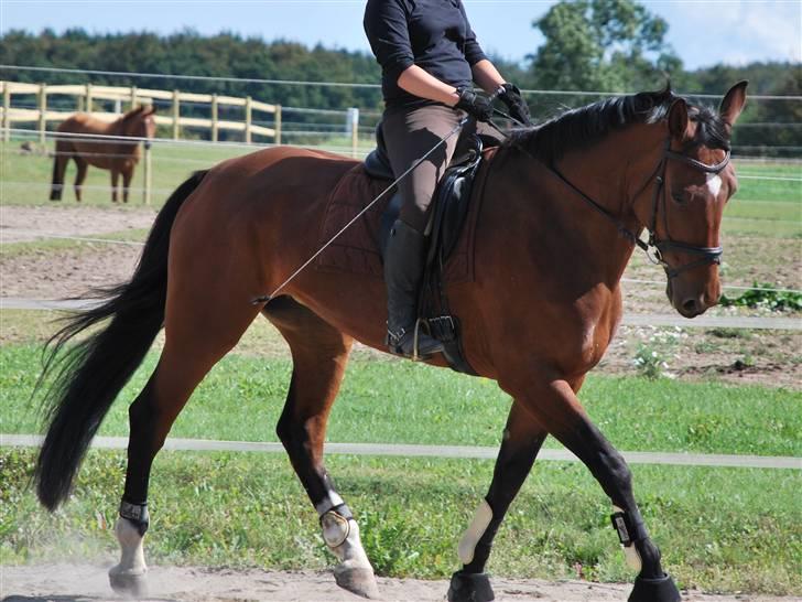 Oldenborg Cornelia - Smukke Nellie billede 12