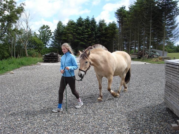 Fjordhest Santos - Her trækker jeg ham væk fra hans gamle fold.  billede 2