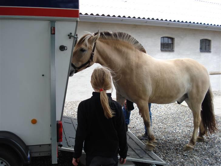 Fjordhest Santos - Giv mig tre gode grunde til jeg skal derind...ok gulerødderne, det var en og.... billede 3