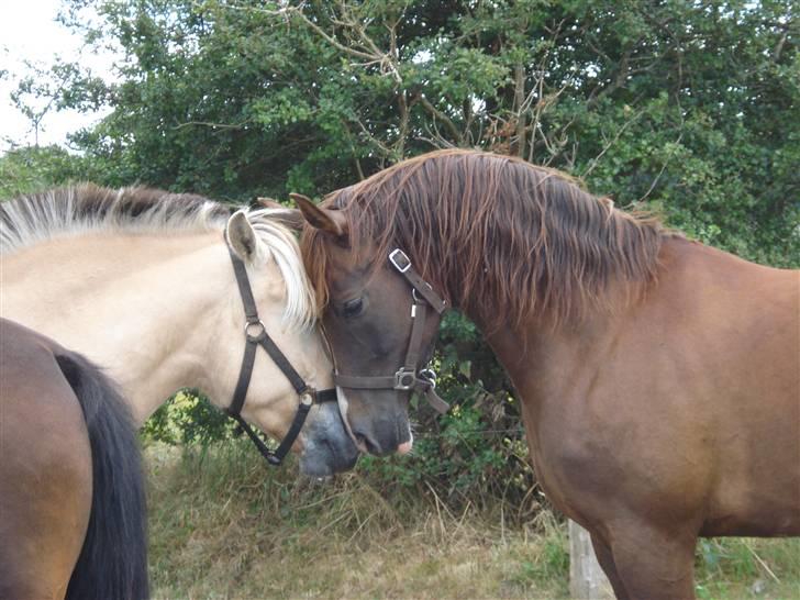 Fjordhest Santos - Hej med dig, hvad hedder du?? nåhh Meyer.. billede 4