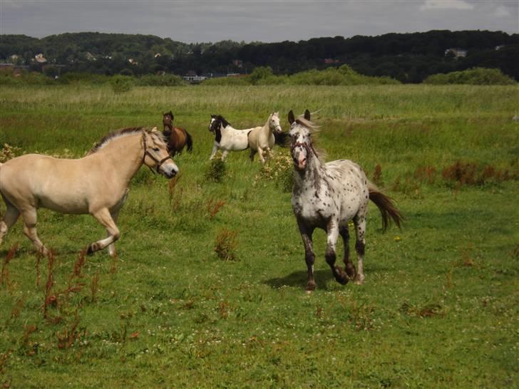 Fjordhest Santos - Kommer du efter mig???? :OD billede 5
