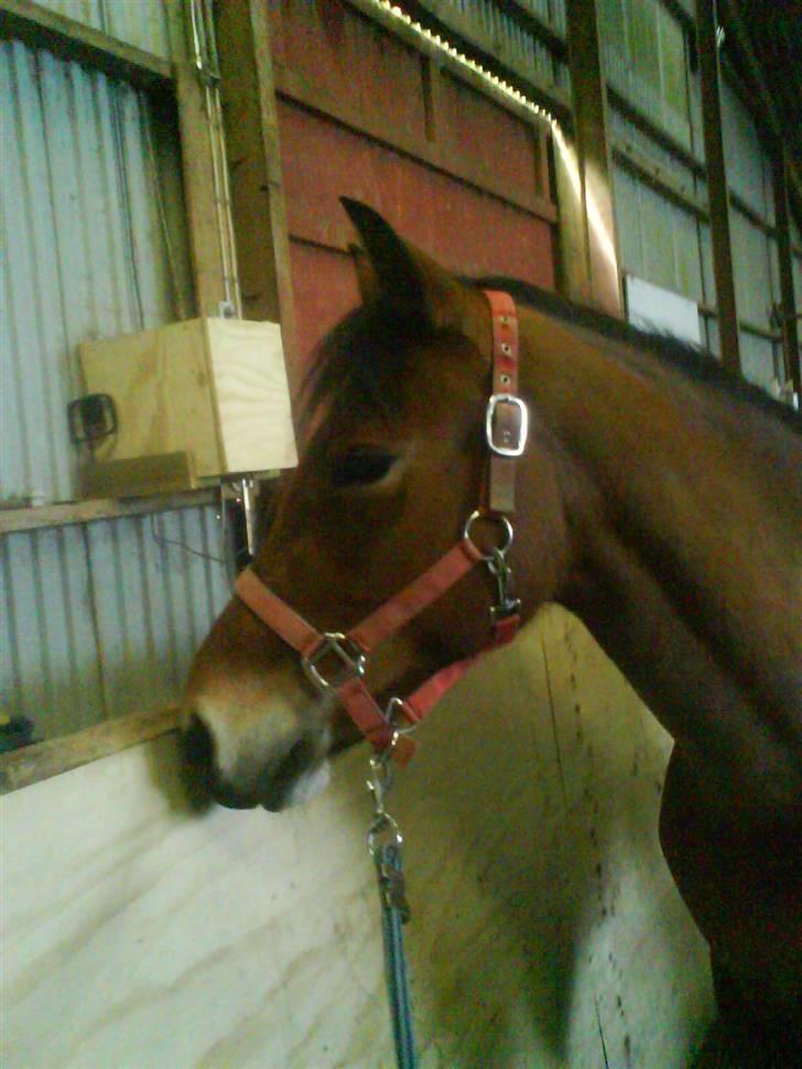 New Forest Stegstedgårds Montell - jae smukke! <3<3  billede 1