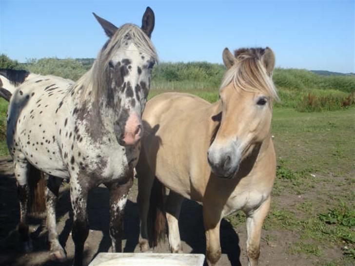 Fjordhest Santos - Det her er Frej - min bedste ven og sidekammerat i stalden.... billede 6