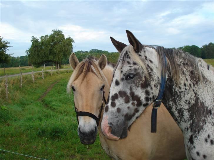 Fjordhest Santos - Siger du at hvis vi ser rigtig nuttede ud får vi æbler af dem der går forbi ude på Brabrandstien.. billede 7