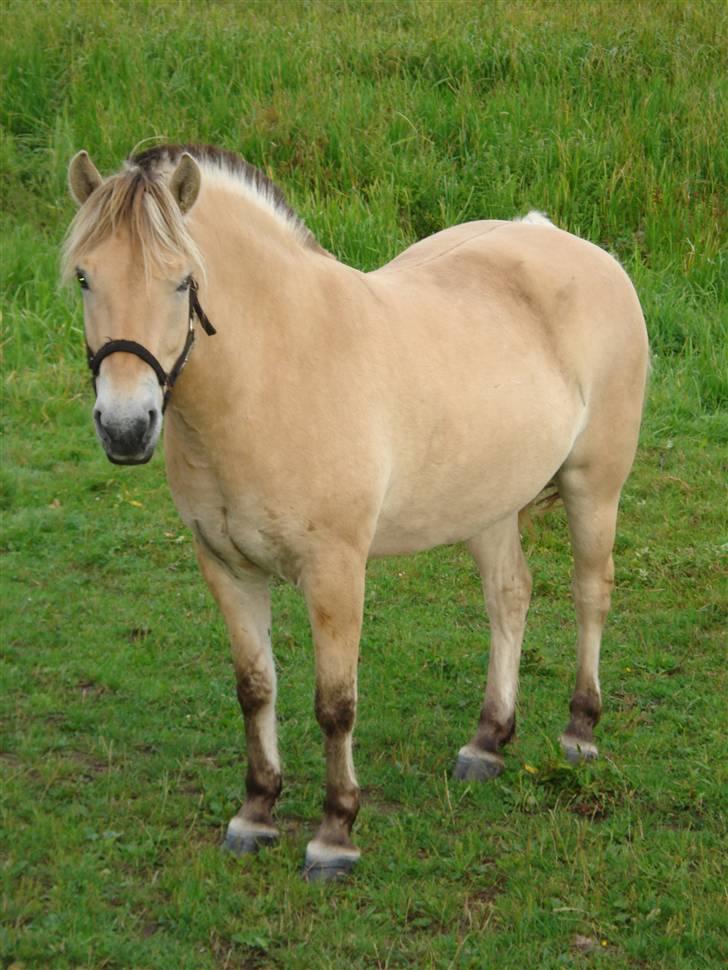 Fjordhest Santos billede 8