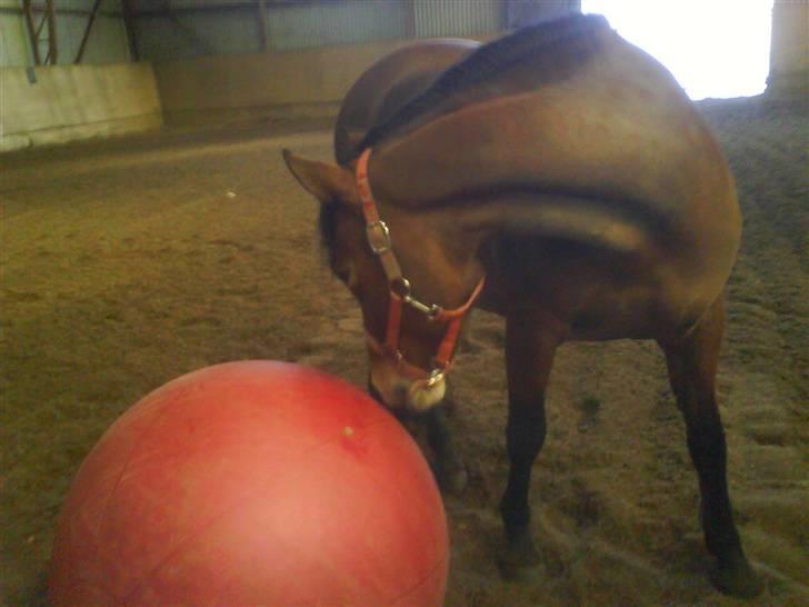 New Forest Stegstedgårds Montell - bolden er bare såså sjov !! <3  billede 2