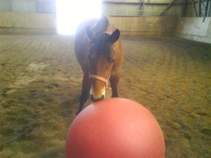 New Forest Stegstedgårds Montell - tihi.. hun elsker bare den bold ! d; <3 billede 3