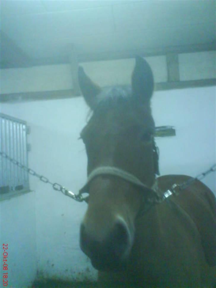 New Forest Stegstedgårds Montell - efter trænning ! :D <3 billede 4