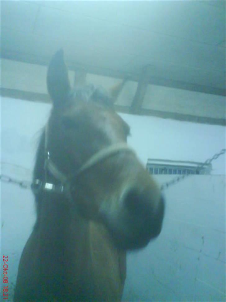 New Forest Stegstedgårds Montell - skaaat efter træning :D <3 billede 5