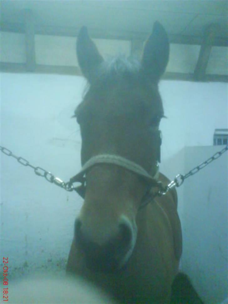 New Forest Stegstedgårds Montell - smukke :D <3 billede 6