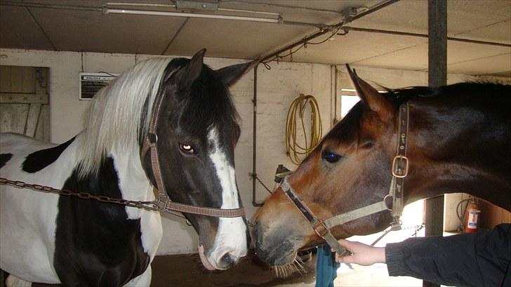 Pinto moonlights givea. - wisard er så glad for givea kom tilbage billede 4