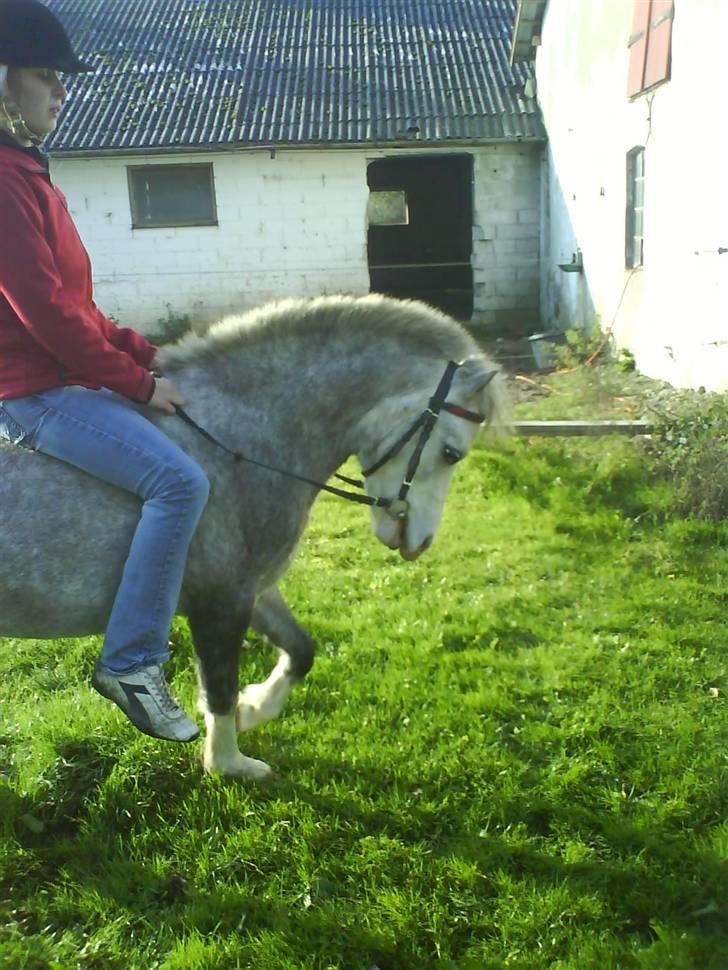 Welsh Mountain (sec A) Lillelunds Miss Nia billede 10