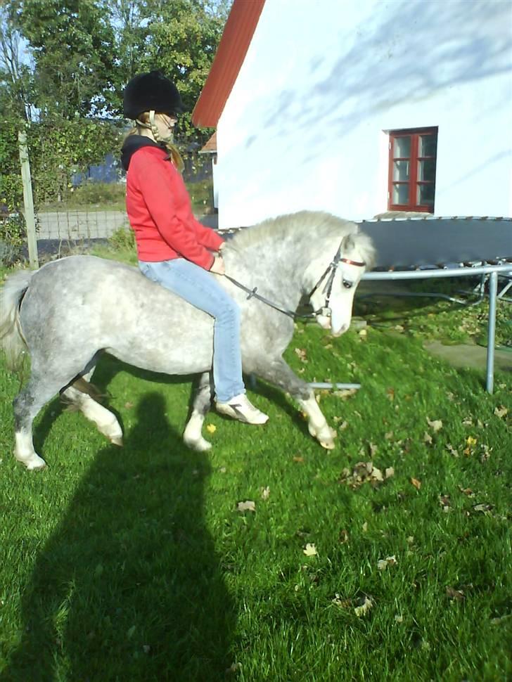 Welsh Mountain (sec A) Lillelunds Miss Nia billede 11