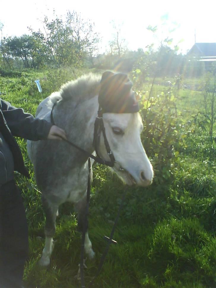 Welsh Mountain (sec A) Lillelunds Miss Nia billede 12