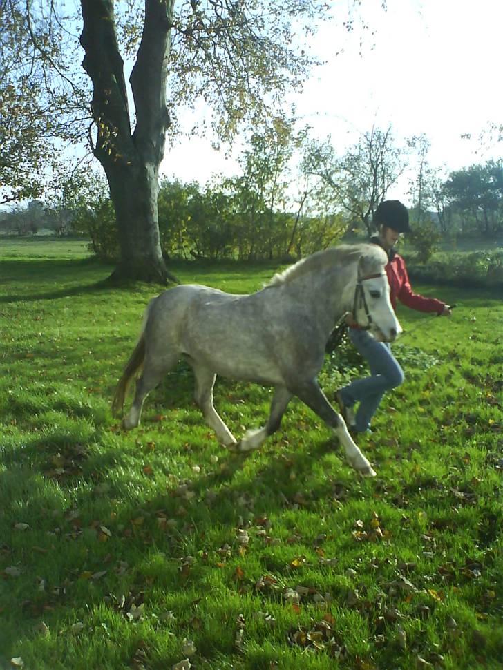 Welsh Mountain (sec A) Lillelunds Miss Nia billede 13