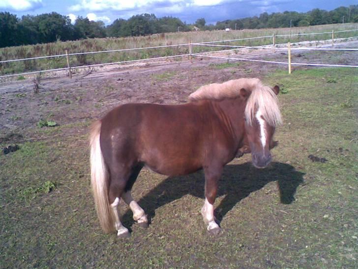 Falabella Lady Mayka Of MountysFarm billede 12
