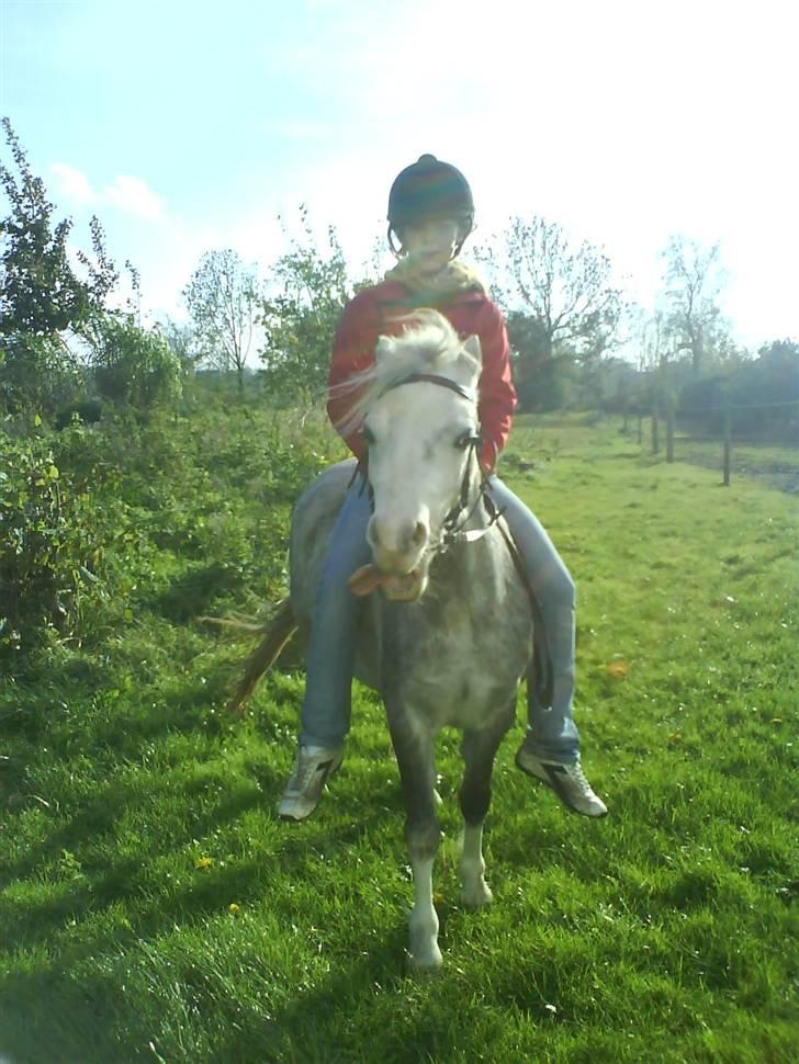 Welsh Mountain (sec A) Lillelunds Miss Nia billede 14