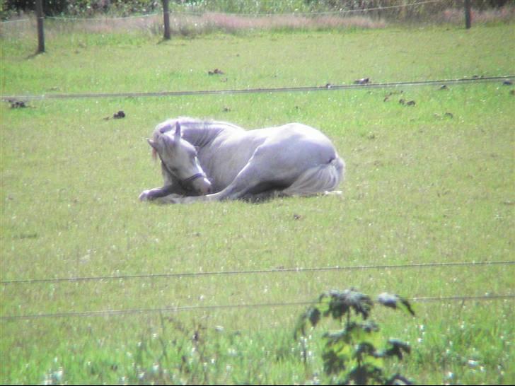 Welsh Mountain (sec A) Lillelunds Miss Nia billede 15