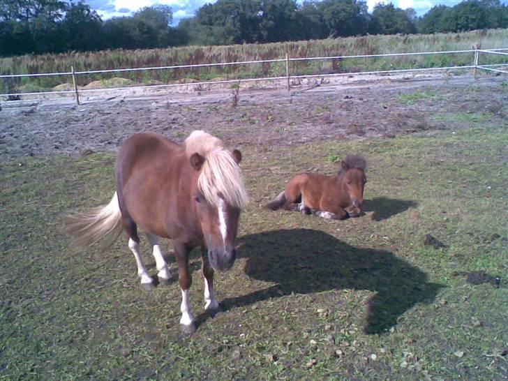 Falabella Lady Mayka Of MountysFarm billede 13