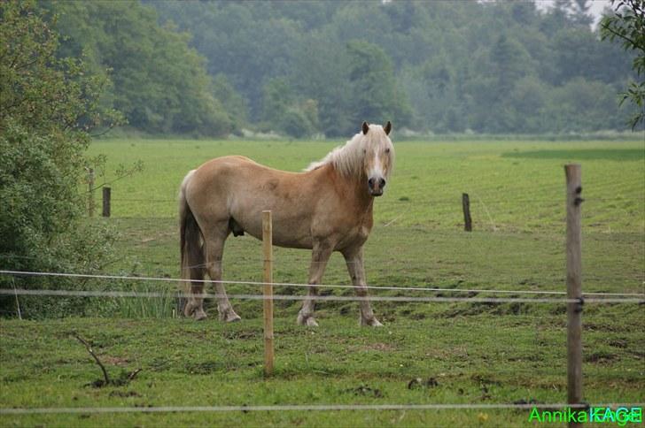 Tyroler Haflinger Aron billede 14