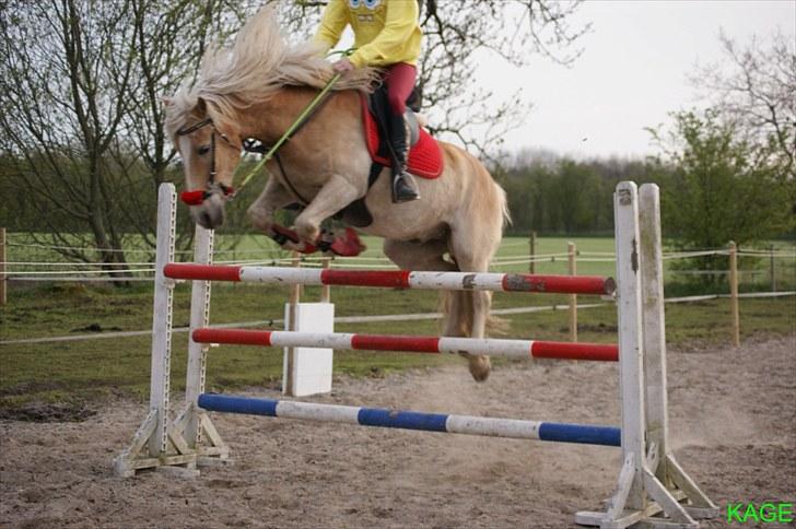 Tyroler Haflinger Aron - springer 127 cm :D desværre rev han ned (: billede 3