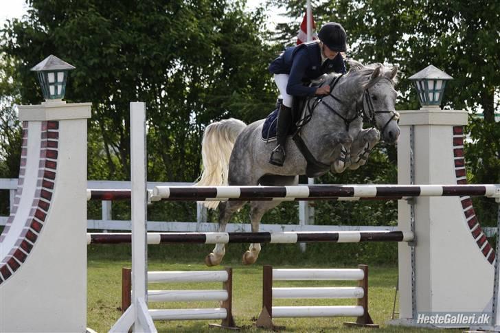 New Forest Laterne |B-pony  - MA til sps´ landsstævne 09´ <3 - Elsker dig ufatteligt Terne (L) <3    Foto: Gitta Dahl  billede 20