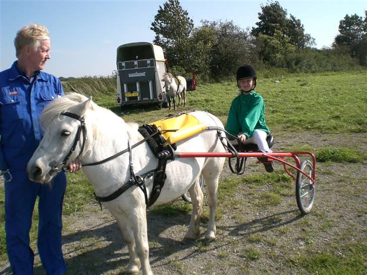 Anden særlig race aqua lene *Gamle part* R.I.P billede 5