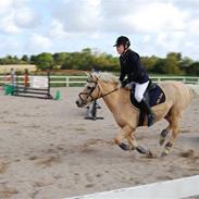 Hollandsk Sportspony Little Parko. sov sødt:*