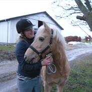 Hollandsk Sportspony Little Parko. sov sødt:*