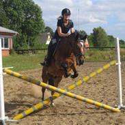 Anden særlig race Nyegaards Anubis 