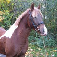 Anden særlig race Ladylike Danger