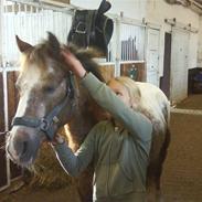 Anden særlig race Mini Max <3Rideskole<3