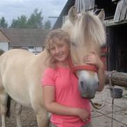 Fjordhest Ghandi (solgt)