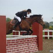 Anden særlig race Musse - solgt