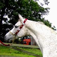 Arabisk fuldblod (OX) Badilla ox - Solgt -