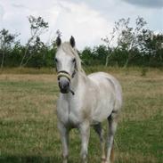 Anden særlig race Silver Moon