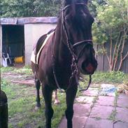 Oldenborg Comet af Toftagergaard