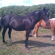 Oldenborg Comet af Toftagergaard