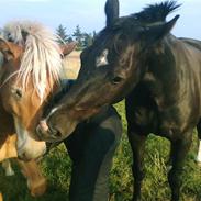 Oldenborg Comet af Toftagergaard
