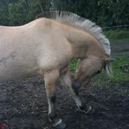 Fjordhest Bruno. Solgt :(