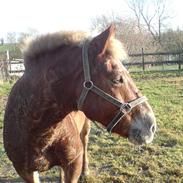 Anden særlig race Kasper