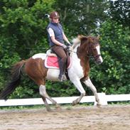 Pinto Prins Engholm - SOLGT