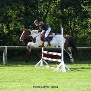 Pinto Prins Engholm - SOLGT