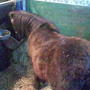 Shetlænder Blackie *Passer*