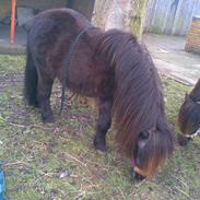 Shetlænder Blackie *Passer*