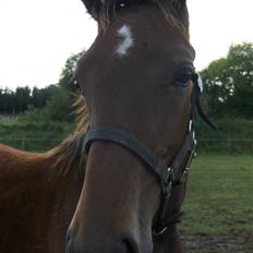 Traver Rosinante min skat <3